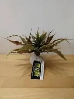 ExoTerra Exo Terra Star Cactus