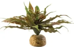 ExoTerra Exo Terra Star Cactus