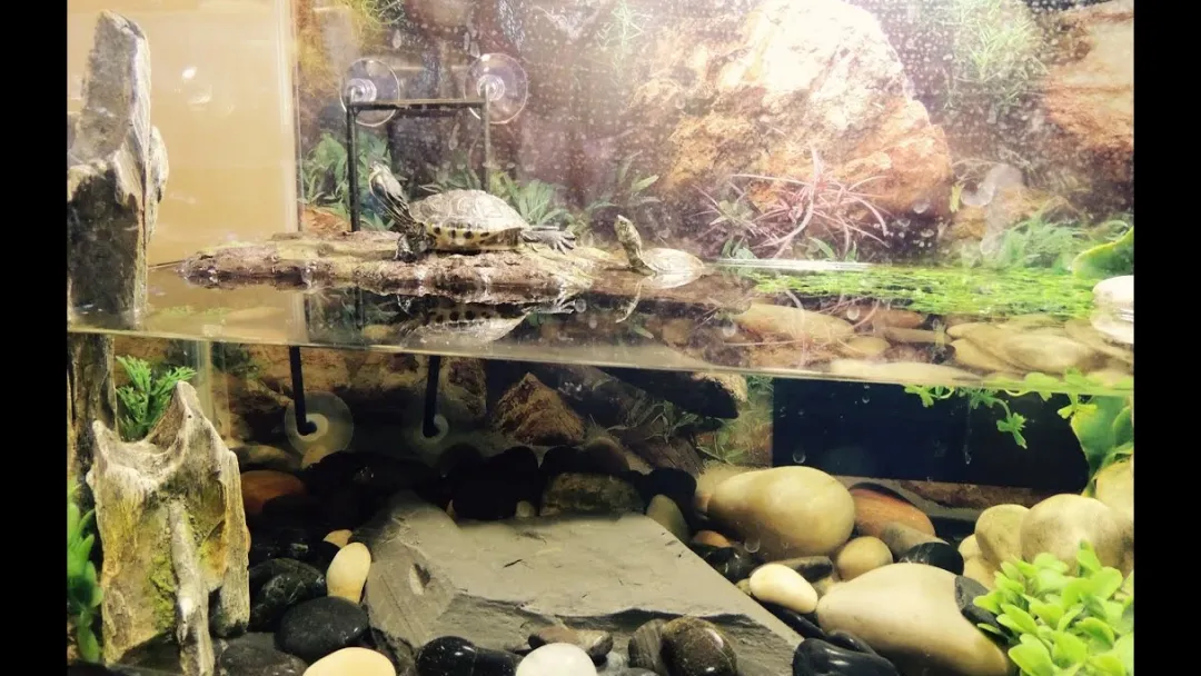 ExoTerra Exo Terra Turtle Bank med magnet lille