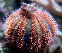Koraller & bløddyr Farvet Pynte Søpindsvin (Mespilla globulus)