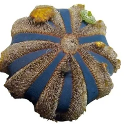 Koraller & bløddyr Farvet Pynte Søpindsvin (Mespilla globulus)