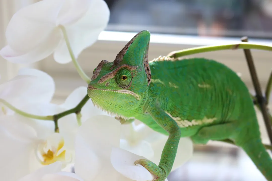 MiniZoo Feriepasning Kamæleon pr påbegyndt uge
