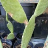 MiniZoo Figenkaktus til landskildpadder (Opuntia ficus indica)