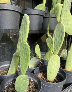 MiniZoo Figenkaktus til landskildpadder (Opuntia ficus indica)