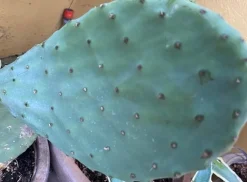 MiniZoo Figenkaktus til landskildpadder (Opuntia ficus indica)