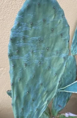 MiniZoo Figenkaktus til landskildpadder (Opuntia ficus indica)