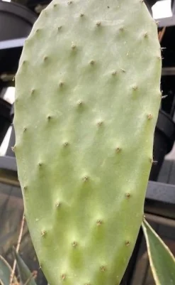 MiniZoo Figenkaktus til landskildpadder (Opuntia ficus indica)