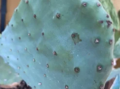 MiniZoo Figenkaktus til landskildpadder (Opuntia ficus indica)