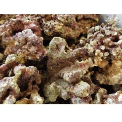 MiniZoo Fiji Levende sten 1 kg