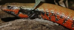 Krybdyr fra hele Verden Flammeskink (Lepidothyris Fernandi)