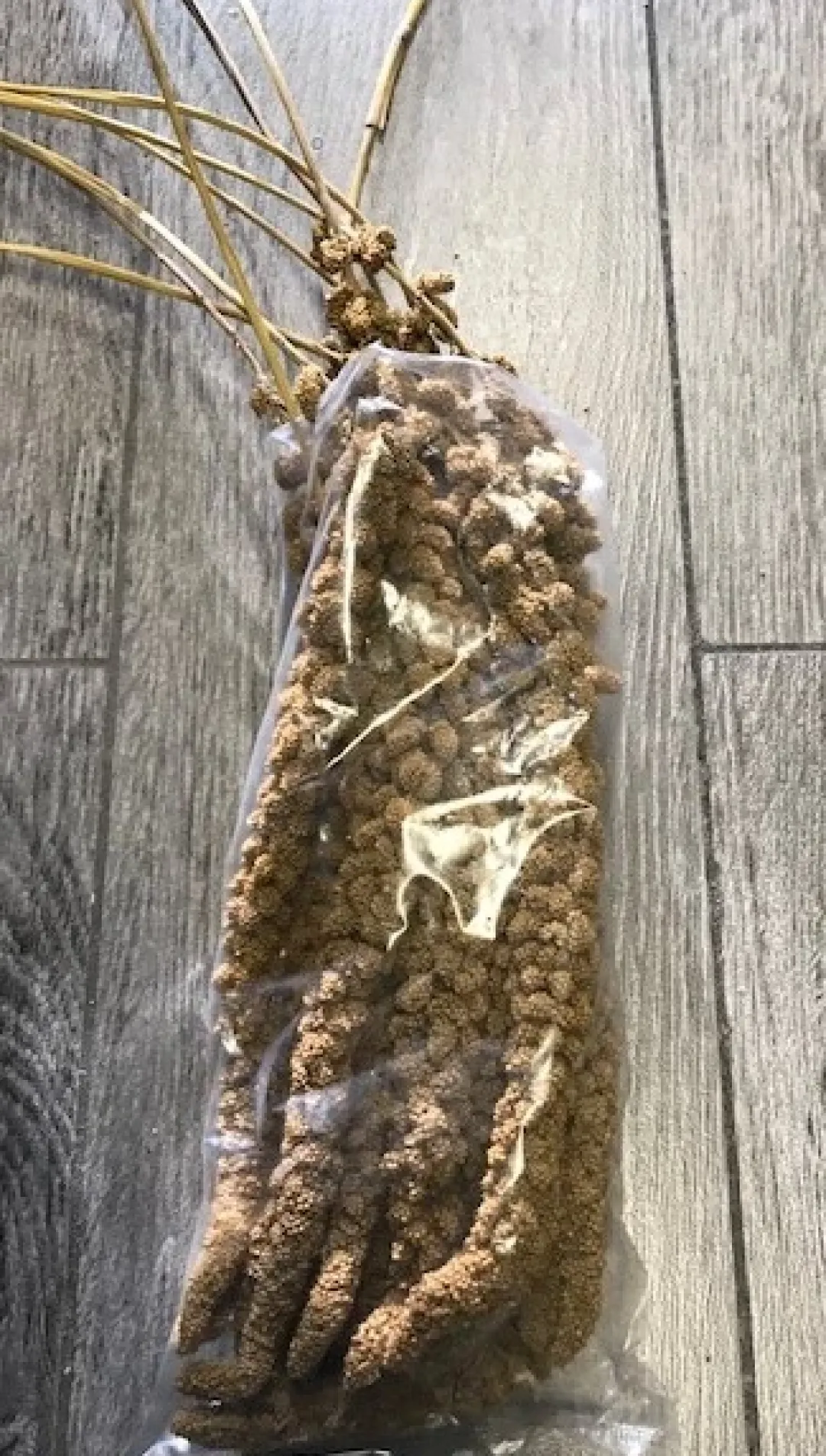 MiniZoo Franske Gule Hirsekolber 10 stk