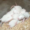 Foder til Krybdyr Frosne Fuzzie Rotte 15-30 g 1 stk