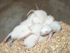 Foder til Krybdyr Frosne Fuzzie Rotte 15-30 g 1 stk