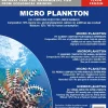 Frostfoder til Akvariefisk Frostfoder Microplankton 100 gram