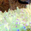 Saltvandsfisk Grøn anemone (Heteractis malu)