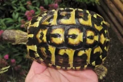 Krybdyr fra hele Verden Græsk landskildpadde (Testudo Hermanni hermanni)