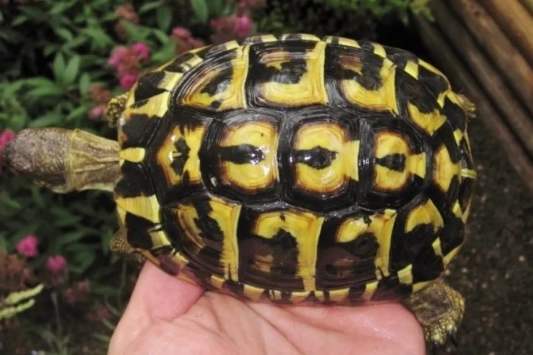 Krybdyr fra hele Verden Græsk landskildpadde (Testudo Hermanni hermanni)