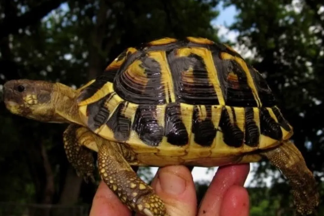 Krybdyr fra hele Verden Græsk landskildpadde (Testudo Hermanni hermanni)