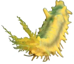 Saltvandsfisk Gul Sø-agurk (Colochirus robustus)