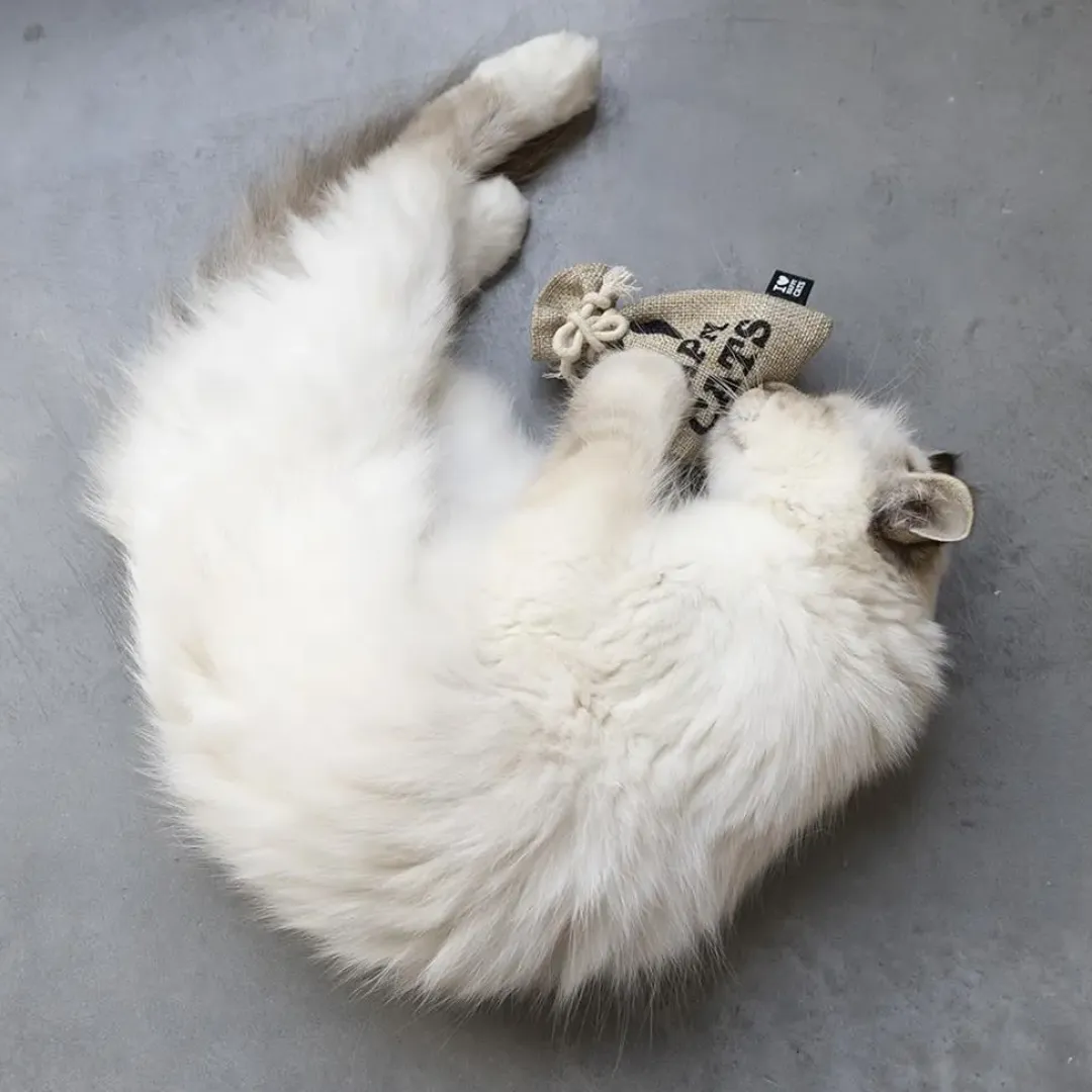 D&D Home HappyCat Pouch med catnip