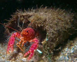 Saltvandsfisk Hawaii Dværghummer (Enoplometopus occidentalis)