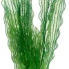 Hobby Aponogeton 39 cm