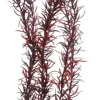 Hobby Eusteralis 39 cm
