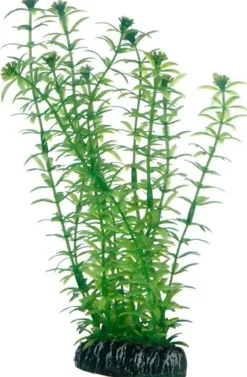 Hobby Lagarosiphon 20 cm