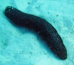 Saltvandsfisk Holothuria atra Søpølse sort