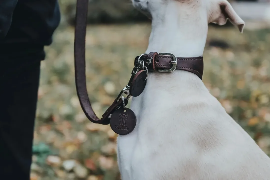 Hunter Aalborg Førerline til Hund Mørkebrun 20/100