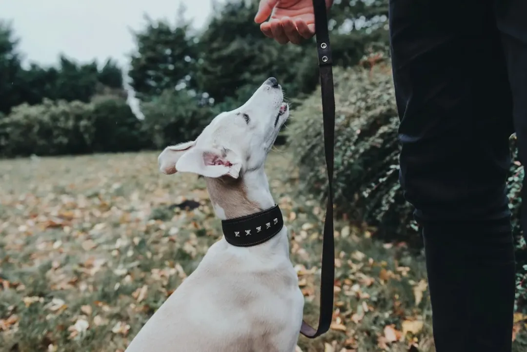 Hunter Aalborg Førerline til Hund Mørkebrun 13/110