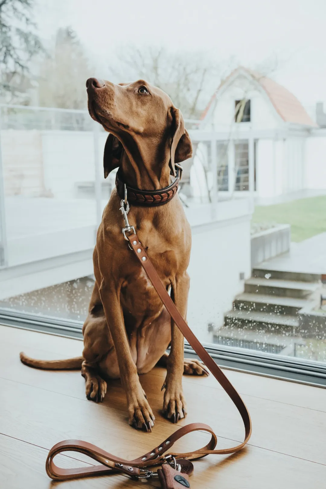 Hunter Aalborg Hundesnor Cognac 20/200