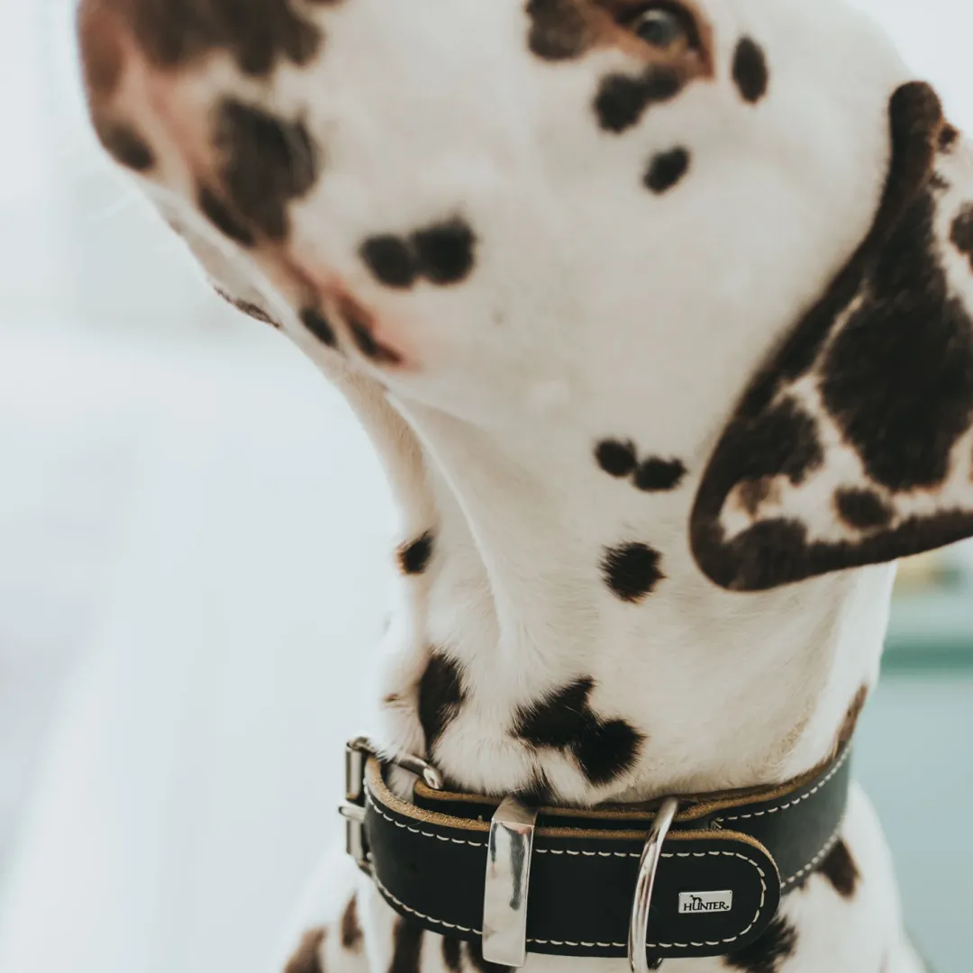 Hunter Aalborg Special hundehalsbånd Sort 50 - 36-44 cm