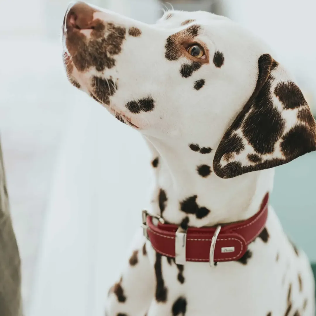 Hunter Aalborg Special Hundehalsbånd Rød 45 - 30-38 cm