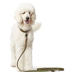 Hunter Aalborg Sport Oliven 47 hundehalsbånd - 37-43 cm