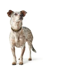 Hunter Aalborg Sport Oliven 47 hundehalsbånd - 37-43 cm