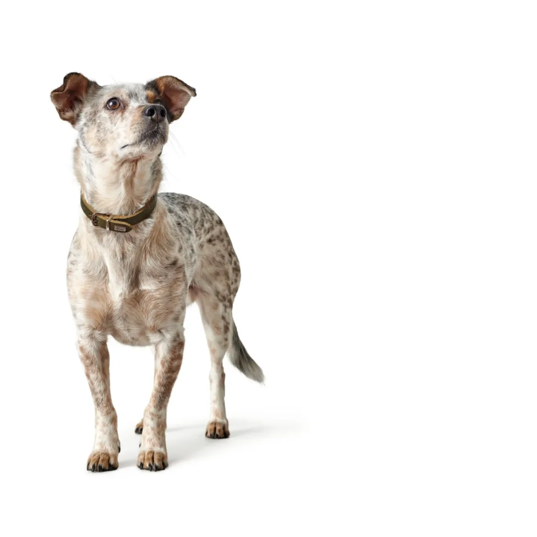 Hunter Aalborg Sport Oliven 60 hundehalsbånd - 45-55 cm
