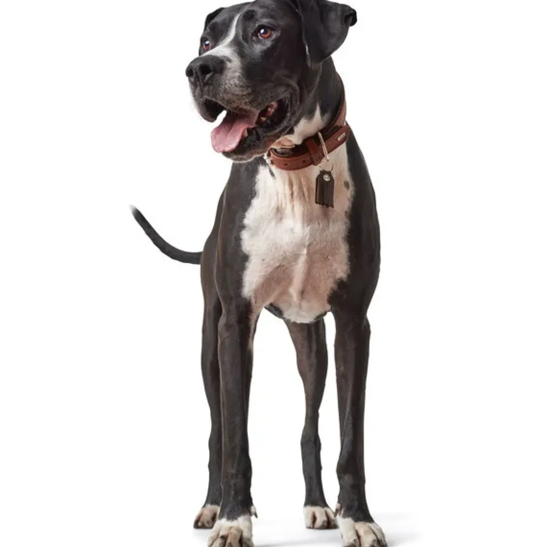 Hunter Cody 40 Cognac Mørkebrun hundehalsbånd - 29-35 cm