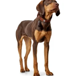 Hunter Cody 65 Cognac Mørkebrun hundehalsbånd - 50-56 cm