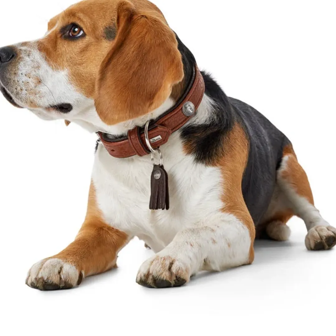 Hunter Cody 65 Cognac Mørkebrun hundehalsbånd - 50-56 cm
