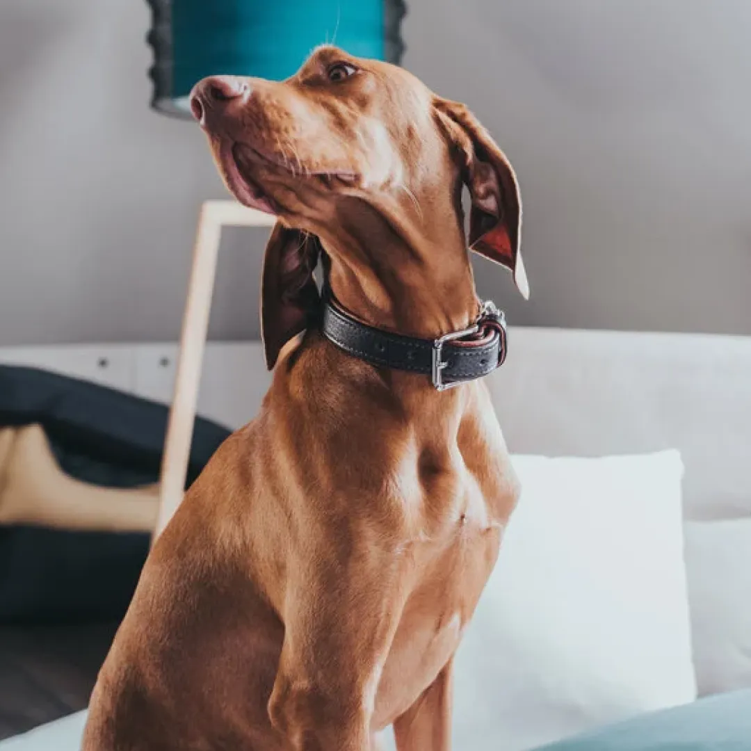Hunter Cody 50 Mørkebrun Cognac hundehalsbånd - 37-43 cm