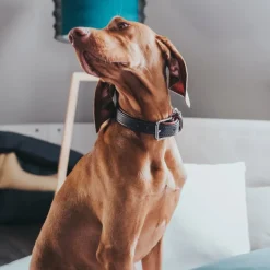 Hunter Cody 60 Mørkebrun Cognac hundehalsbånd - 46-52 cm