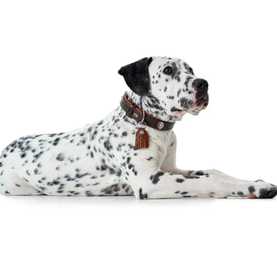 Hunter Cody 60 Mørkebrun Cognac hundehalsbånd - 46-52 cm