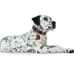 Hunter Cody 65 Mørkebrun Cognac hundehalsbånd - 50-56 cm