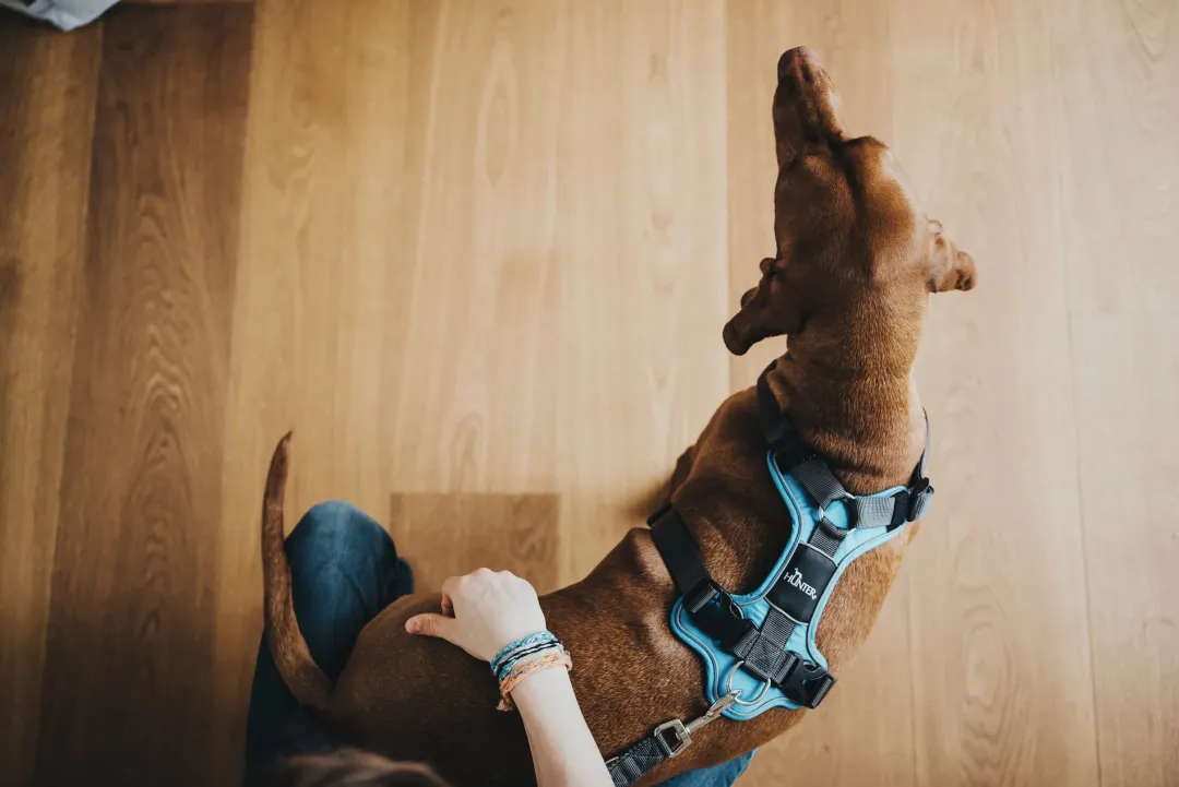 Hunter Divo hundesele L lyseblå/grå just mave 72-100 cm - Stabil kontrol og høj komfort