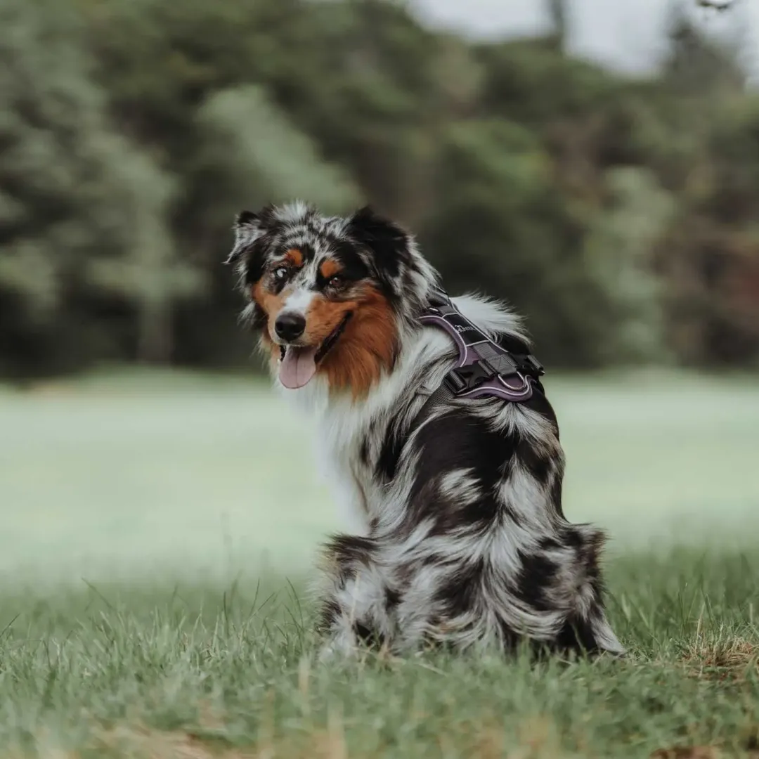 Hunter Divo hundesele L violet/grå just mave 72-100 cm - Stabil støtte og fri bevægelse