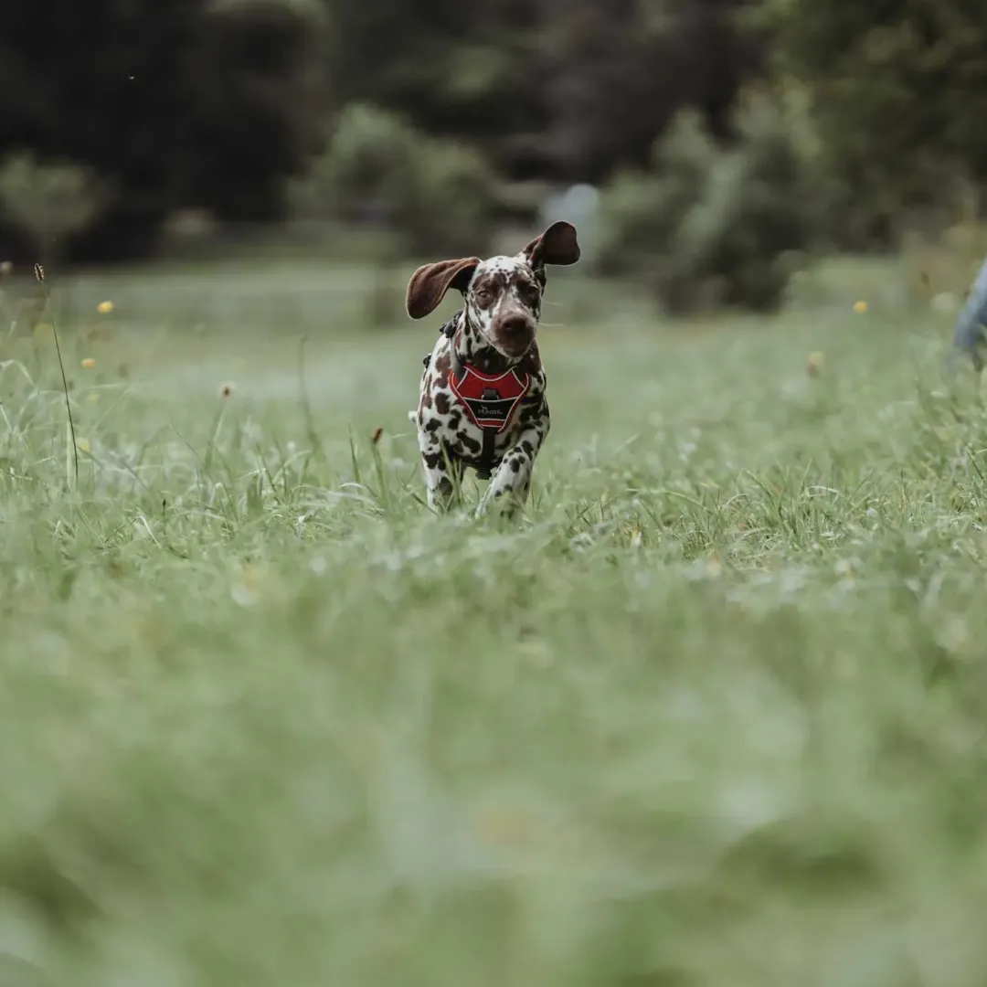 Hunter Divo hundesele L-XL rød/grå just mave 79-107 cm - Ekstra stabilitet og komfort