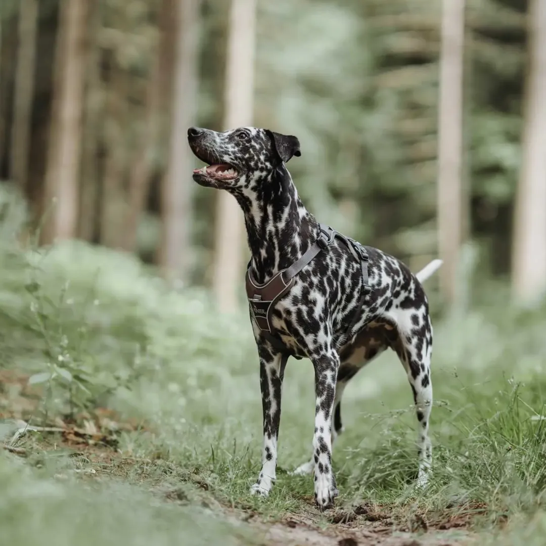 Hunter Divo hundesele S brun/grå just mave 45-56 cm - Samlet komfort og kontrol