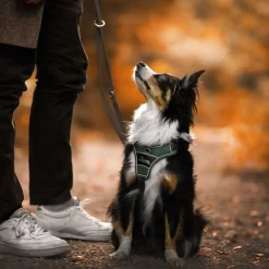 Hunter Divo hundesele S grøn/grå just mave 45-56 cm - Fleksibel kontrol og let komfort