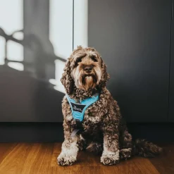 Hunter Divo hundesele S lyseblå/grå just mave 45-56 cm - Let kontrol og høj komfort